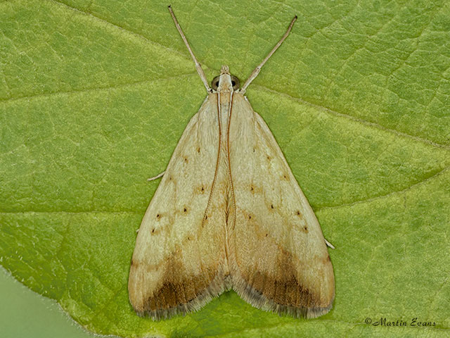  63.058 Evergestis extimalis Copyright Martin Evans 