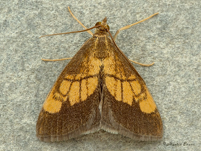  63.059 Evergestis limbata Copyright Martin Evans 