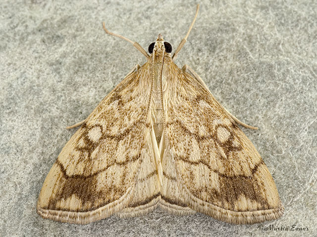  63.060 Evergestis pallidata Copyright Martin Evans 