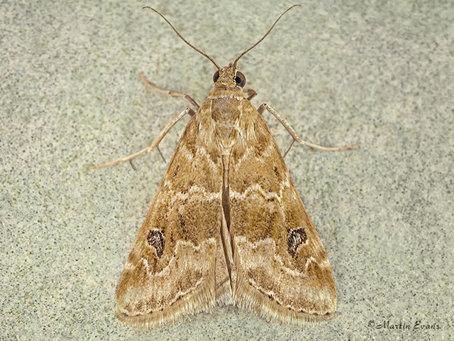  63.061 Hellula undalis Copyright Martin Evans 