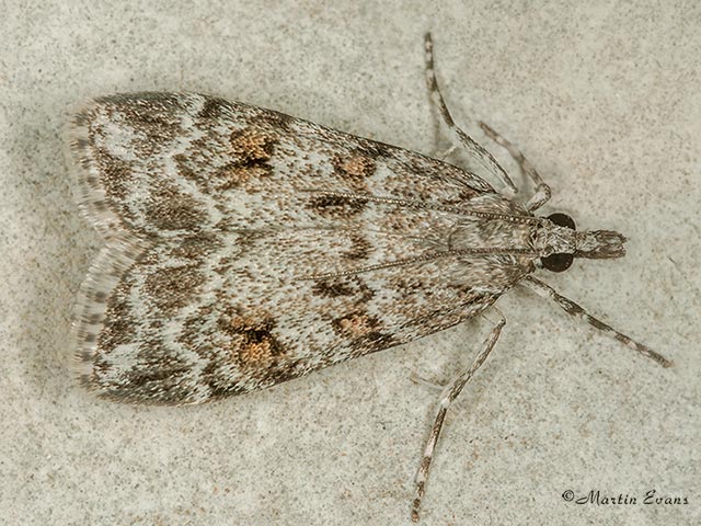  63.063 Scoparia basistrigalis Copyright Martin Evans 