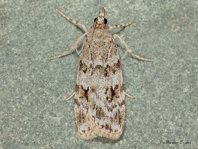  63.063 Scoparia basistrigalis Copyright Martin Evans 