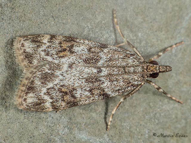  63.063 Scoparia basistrigalis Copyright Martin Evans 