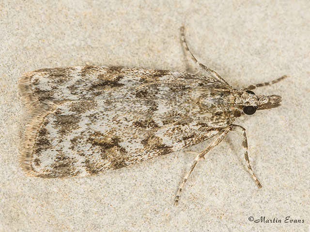  63.064 Scoparia ambigualis Copyright Martin Evans 