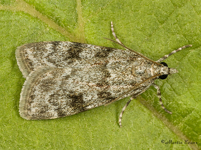  63.064 Scoparia ambigualis Copyright Martin Evans 