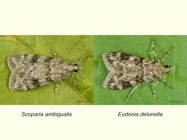  63.064 Scoparia ambigualis and Eudonia delunella Copyright Martin Evans 