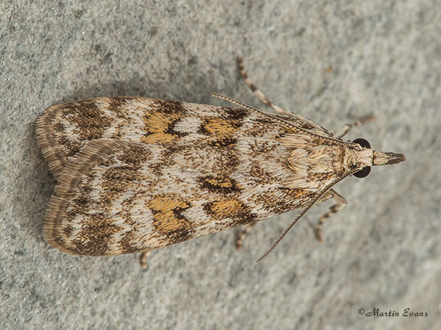  63.066 Scoparia pyralella Copyright Martin Evans 