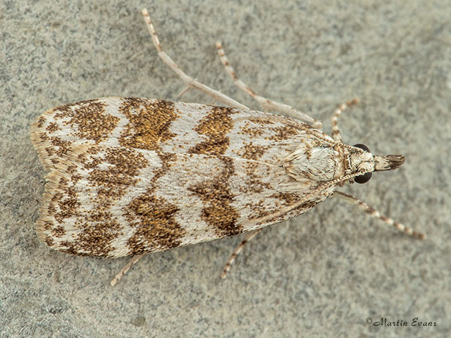  63.066 Scoparia pyralella Copyright Martin Evans 