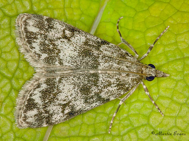  63.067 Eudonia lacustrata 