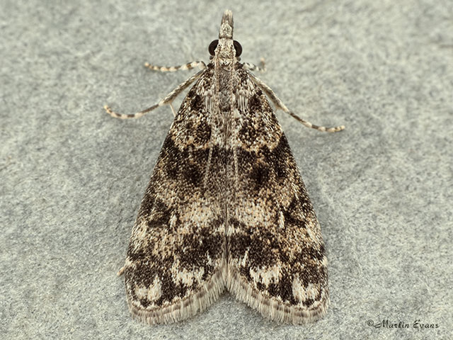  63.067 Eudonia lacustrata 