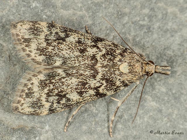  63.068 Eudonia murana 
