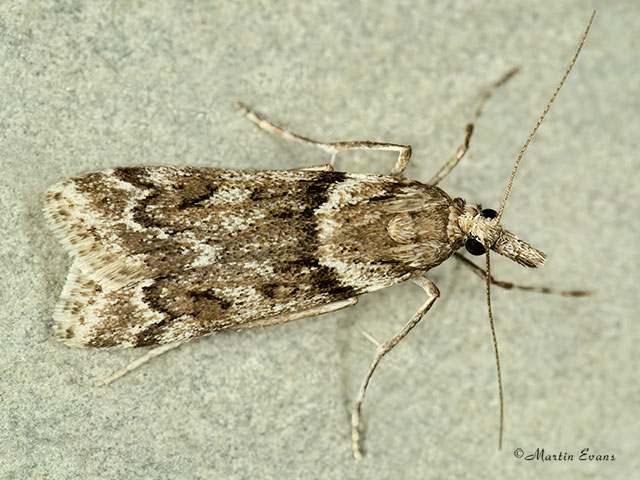  63.069 Eudonia angustea 