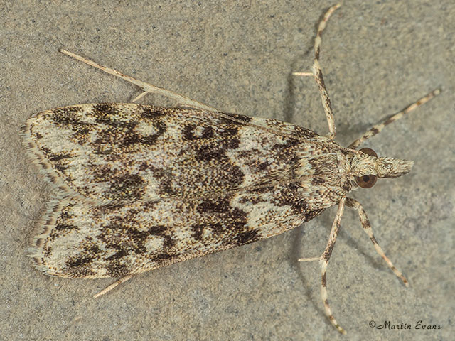  63.071 Eudonia lineola Copyright Martin Evans 