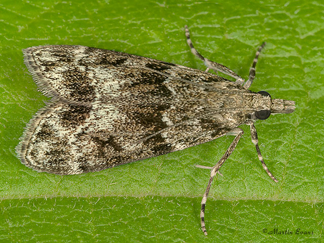 63.074 Eudonia mercurella Copyright Martin Evans 