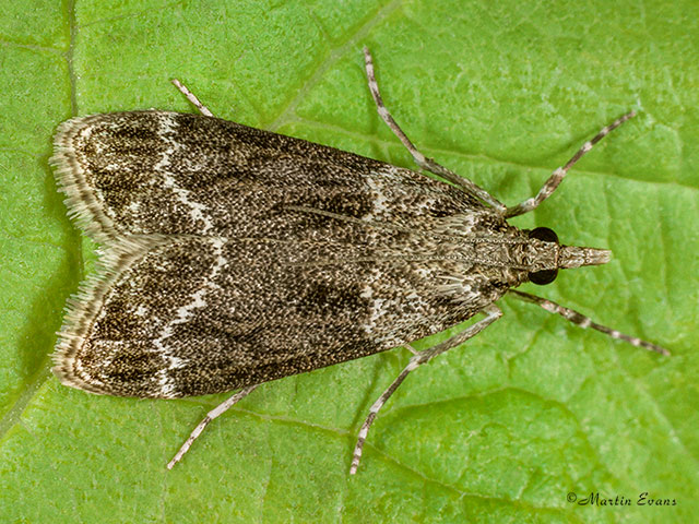  63.074 Eudonia mercurella Copyright Martin Evans 