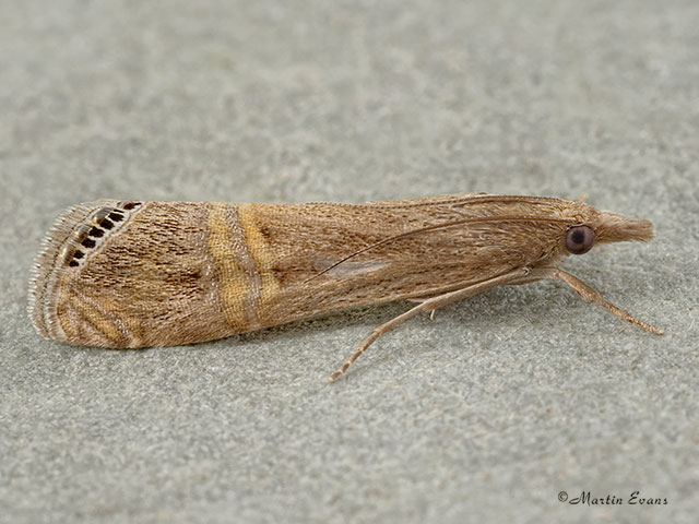  63.076 Euchromius ocellea Copyright Martin Evans 