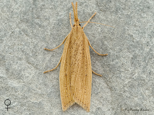  63.077 Chilo phragmitella female Copyright Martin Evans 