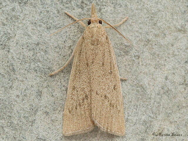  63.079 Calamotropha paludella  Copyright Martin Evans 
