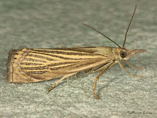  63.080 Chrysoteuchia culmella  Copyright Martin Evans 