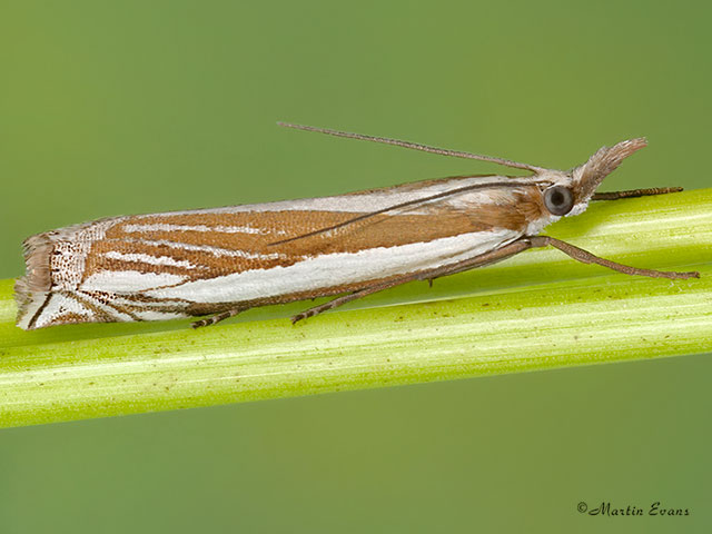  63.081 Crambus pascuella  Copyright Martin Evans 