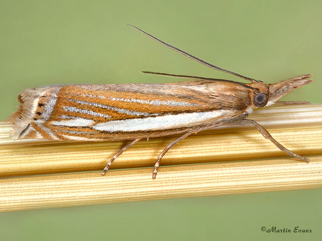  63.082 Crambus silvella Copyright Martin Evans 