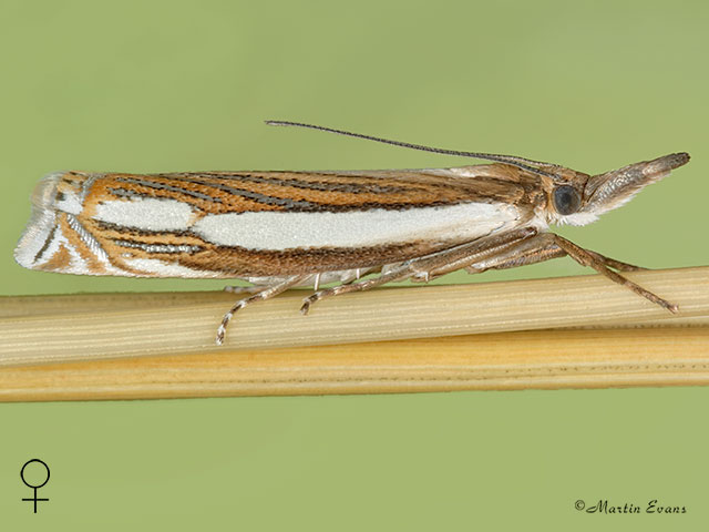  63.082 Crambus silvella female Copyright Martin Evans 