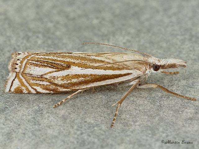  63.086 Crambus lathoniellus Copyright Martin Evans 