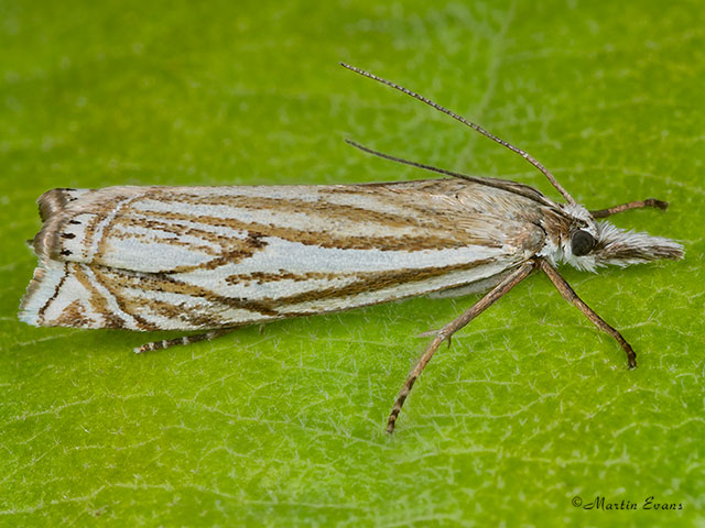  63.086 Crambus lathoniellus Copyright Martin Evans 