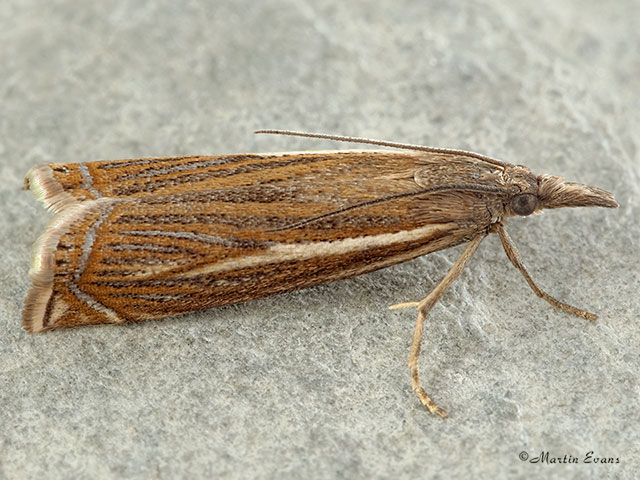  63.086 Crambus lathoniellus Copyright Martin Evans 