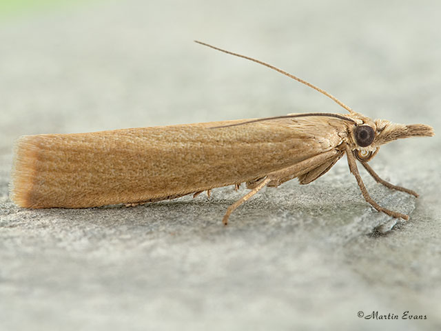  63.088 Crambus perlella Copyright Martin Evans 