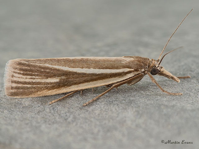  63.088 Crambus perlella Copyright Martin Evans 