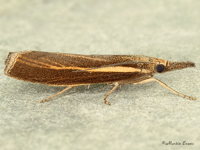  63.089 Agriphila tristella Copyright Martin Evans 