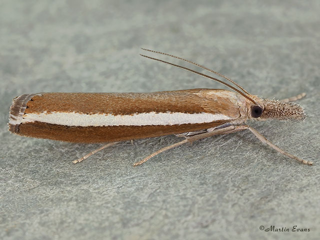  63.091 Agriphila latistria Copyright Martin Evans 