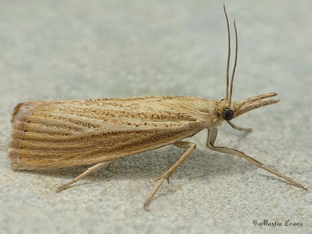  63.093 Agriphila straminella Copyright Martin Evans 