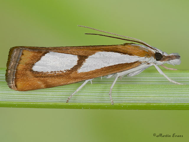  63.099 Catoptria pinella Copyright Martin Evans 