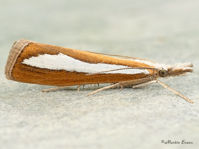  63.100 Catoptria margaritella Copyright Martin Evans 