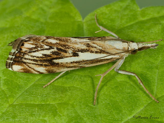  63.102 Catoptria falsella Copyright Martin Evans 