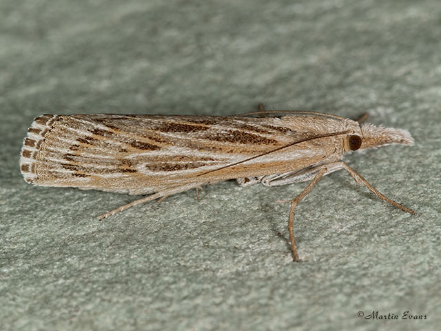  63.108  Pediasia fascelinella Copyright Martin Evans 