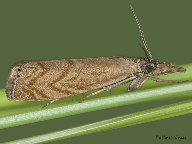  63.111 Platytes cerussella Copyright Martin Evans 