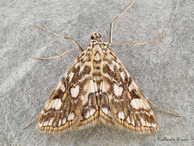  63.114 Elophila nymphaeata Copyright Martin Evans 