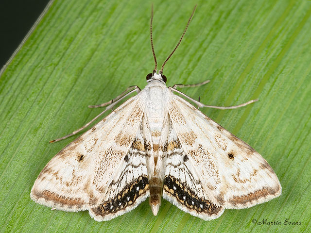  63.116 Cataclysta lemnata Copyright Martin Evans 