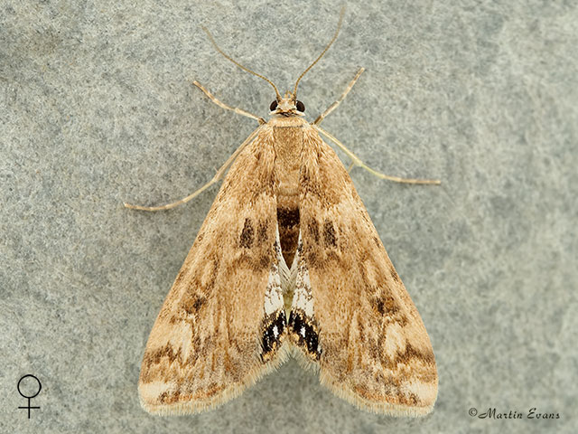  63.116 Cataclysta lemnata female Copyright Martin Evans 