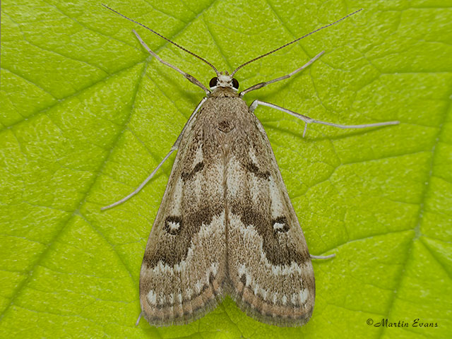  63.117 Parapoynx stratiotata Copyright Martin Evans 