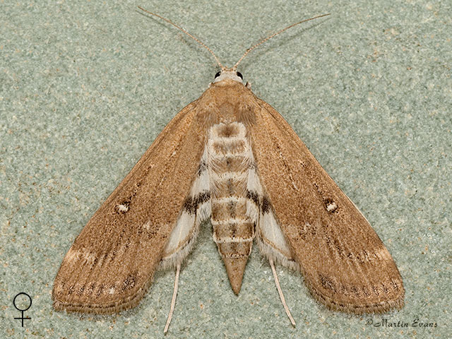  63.117 Parapoynx stratiotata female Copyright Martin Evans 
