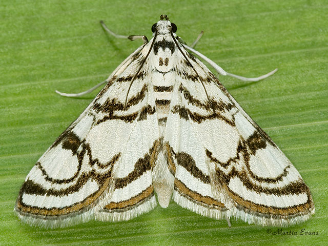  63.118 Nymphula nitidulata Copyright Martin Evans 