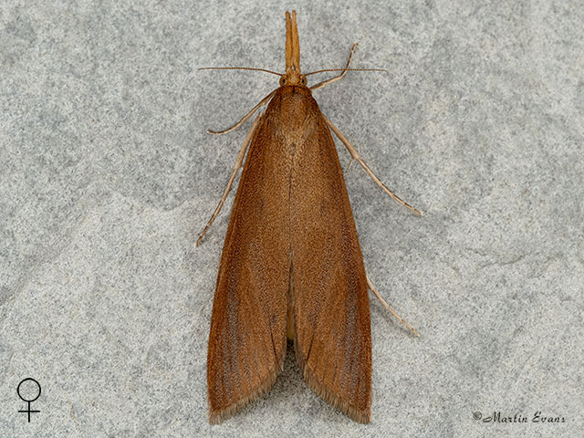  63.120 Schoenobius gigantella female Copyright Martin Evans 