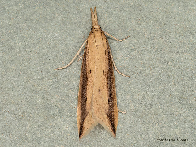  63.121 Donacaula forficella Copyright Martin Evans 