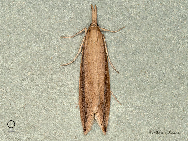  63.121 Donacaula forficella female Copyright Martin Evans 