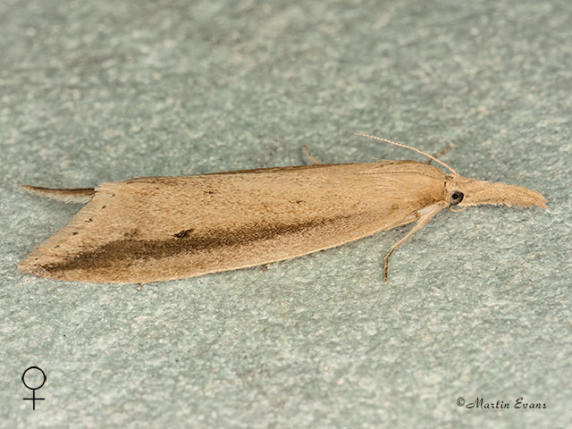  63.121 Donacaula forficella female Copyright Martin Evans 