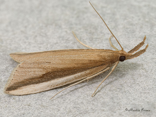  63.122 Donacaula mucronella Copyright Martin Evans